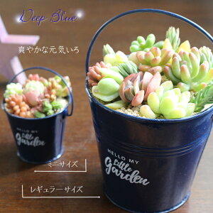 多肉植物 寄せ植え 多肉 11種 ブリキ バケツ ネイビー 4号鉢 贈り物 観葉植物 インテリア ハロウィン 敬老の日 新築祝 誕生日祝 開店祝 結婚式祝