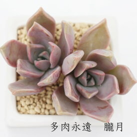 朧月 Mサイズ5.5cmポット グラプトペタルム 多肉植物 graptopetalum paraguayense 小〜中型種 葉を重ねるタイプ きれい 寄せ植えにも