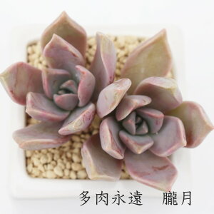O Ovgy^ MTCY5.5cm|bg A graptopetalum paraguayense `^ td˂^Cv