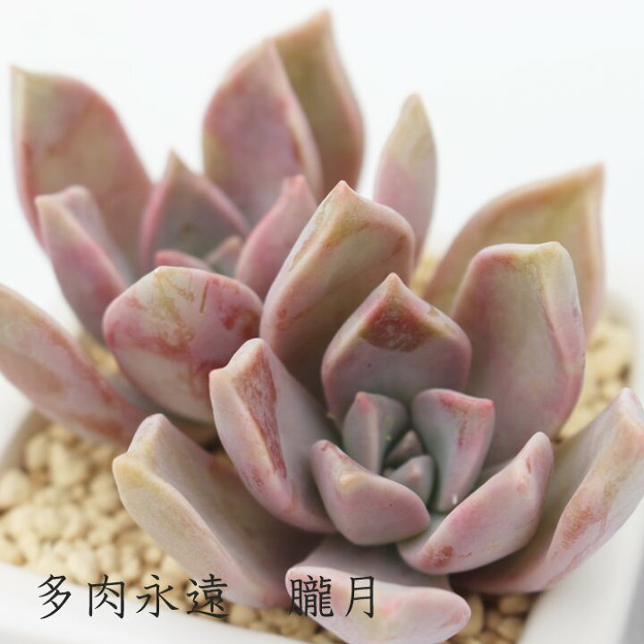 楽天市場】朧月 グラプトペタルム Mサイズ5.5cmポット 多肉植物 