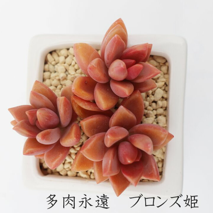 楽天市場】ブロンズ姫 グラプトペタルム Mサイズ5.5cmポット 多肉 