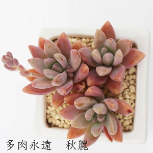 H Ovgy^ MTCY5.5cm|bg ϊA graptopetalum syuurei `^ td˂^Cv ꂢ 񂹐Aɂ ϊA