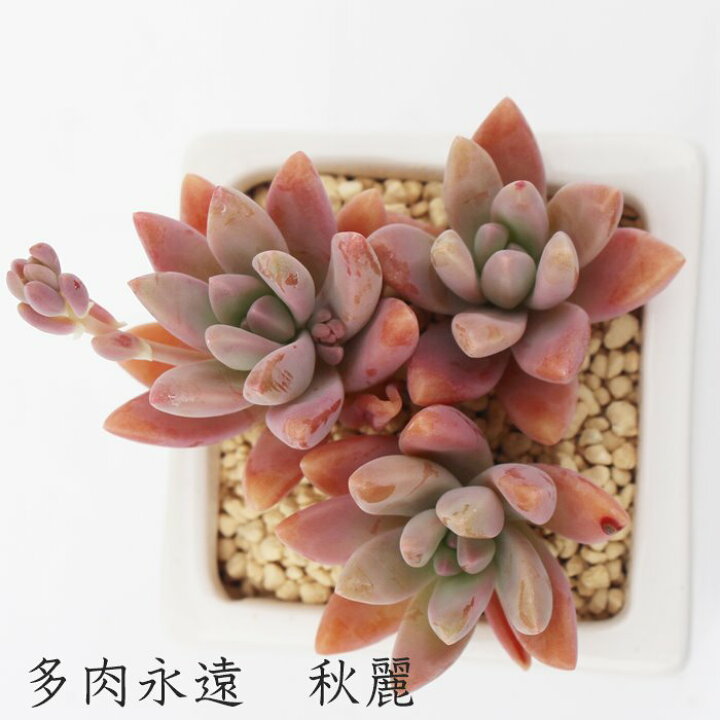 楽天市場】秋麗 グラプトペタルム Mサイズ5.5cmポット 耐寒性多肉 