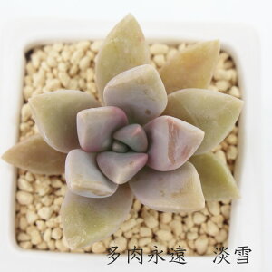 多肉植物 花 ピンク 生花の人気商品 通販 価格比較 価格 Com