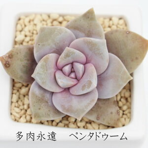 y^h Ovgy^ MTCY5.5cm|bg ϊA pentandrum, ssp. superbum `^ td˂^Cv ꂢ 񂹐Aɂ