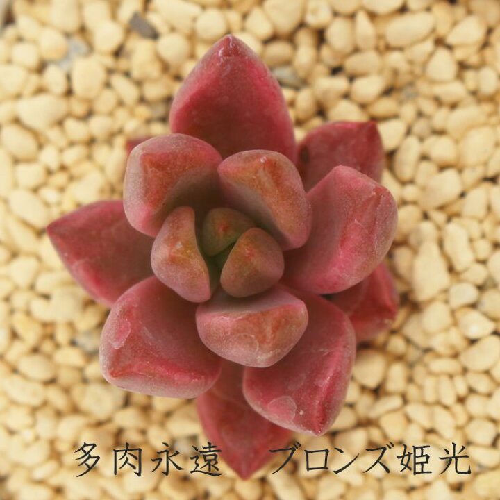 楽天市場 ブロンズ姫光 グラプトペタルム Mサイズ6ｃｍポット 耐寒性多肉植物 Graptopetalum Bronz Variegata 小 中型種 葉を重ねるタイプ きれい 寄せ植えにも 株式会社多肉永遠楽天市場店