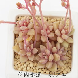 ミリナエ グラプトペタルム Mサイズ5.5cmポット 耐寒性多肉植物 graptopetalum mirinae 極小型種 葉を重ねるタイプ きれい 寄せ植えにも