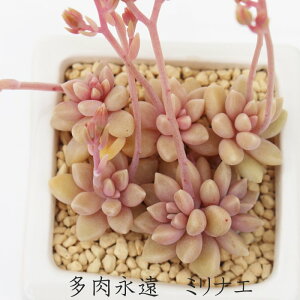~iG Ovgy^ MTCY5.5cm|bg ϊA graptopetalum mirinae ɏ^ td˂^Cv ꂢ 񂹐Aɂ