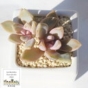 桜月 グラプトペタルム Mサイズ5.5cmポット 耐寒性多肉植物 graptopetalum syuurei 小〜中型種 葉を重ねるタイプ きれい 寄せ植えにも