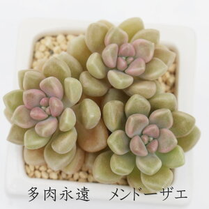 h[UG Ovgy^ MTCY5.5cm|bg ϊA graptopetalum mendozae `^ td˂^Cv ꂢ 񂹐Aɂ