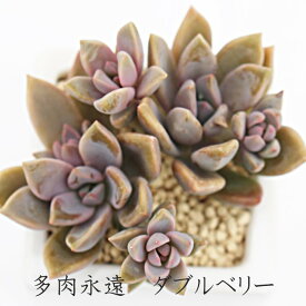 楽天市場 グラプトペタルムの通販