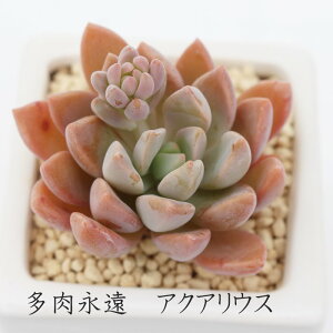 ANAEX Ovgy^ MTCY5.5cm|bg ϊA graptopetalum aqualius `^ td˂^Cv ꂢ 񂹐Aɂ