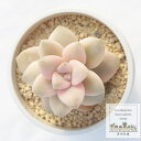 アプリコットビューティー グラプトペタルム Mサイズ5.5cmポット 耐寒性多肉植物 graptopetalum apricotbeauty 極小型種 葉を重ねるタイプ きれい 寄せ植えにも