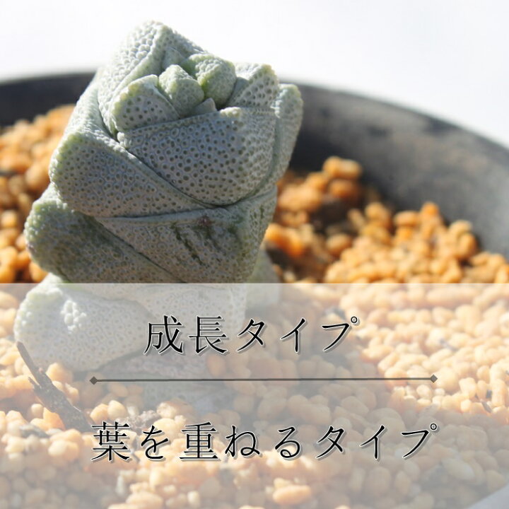 楽天市場 オレンジスノーボール パキフィツム Mサイズ6ｃｍポット Pachyphytum Orange Snow Ball 小 中型種 葉を重ねるタイプ きれい 寄せ植えにも 肉厚 パキベリア 多肉植物 耐寒性多肉植物 株式会社多肉永遠楽天市場店