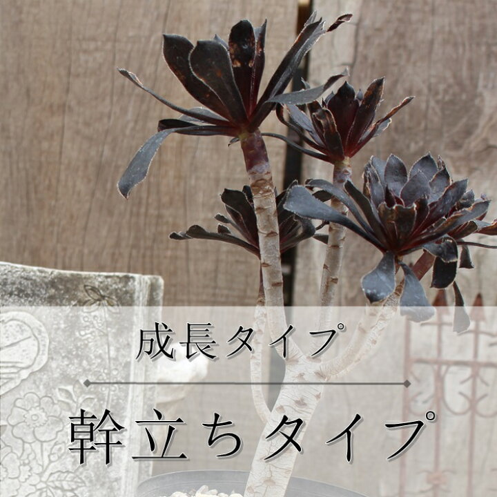 楽天市場 薄化粧 セダム Mサイズ6ｃｍポット Sedum Palmeri 小 中型種 幹立ちタイプ 多肉植物 男前 かわいい きれい 寄せ植えにも 株式会社多肉永遠楽天市場店