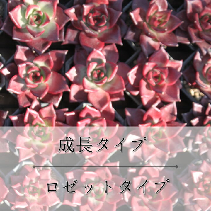 楽天市場】ルエラ エケベリア Mサイズ6cmポット 韓国苗 Echeveria 