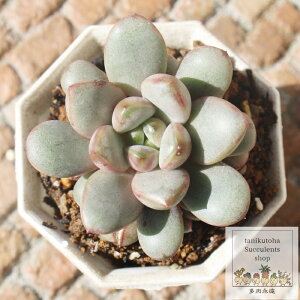 アメトルム グラプトベリア Mサイズ5.5cmポット graptoveria `amethorum' 多肉植物 小〜中型種 ロゼットタイプ かわいい おしゃれ 贈り物 癒し