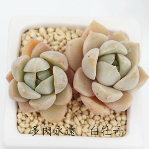 O OvgxA MTCY5.5cm|bg graptoveria`titubans' `^ td˂^Cv ꂢ 񂹐Aɂ A ϊA