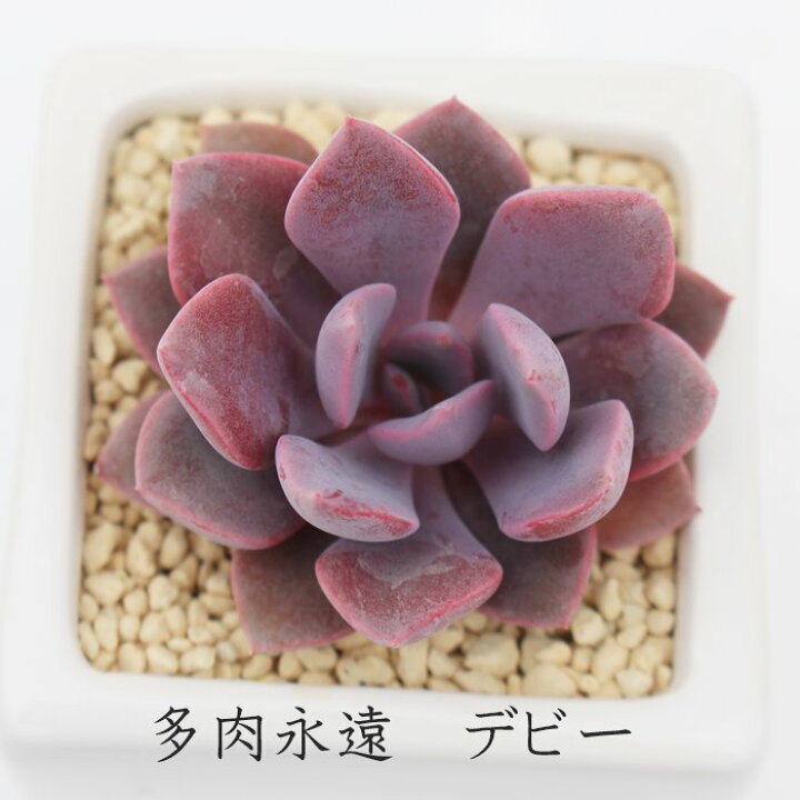 楽天市場】デビー グラプトベリア Mサイズ5.5cmポット graptoveria 