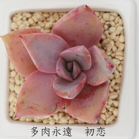 初恋 グラプトベリア Mサイズ5.5cmポット graptoveria douglas huth 小〜中型種 ロゼットタイプ きれい 寄せ植えにも 多肉植物 耐寒性多肉植物