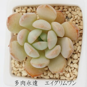 GC O OvgxA MTCY6cm|bg GRAPTOVERIA A GRIM ONE `^ eo^Cv ꂢ 񂹐Aɂ A ϊA