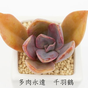 千羽鶴 グラプトベリア Mサイズ5.5cmポット graptoveria fred yves 多肉植物 小〜中型種 葉を重ねるタイプ 多肉植物 男前 かわいい おしゃれ 贈り物 癒し 耐寒性多肉植物