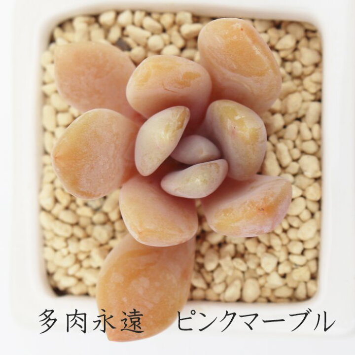 楽天市場】多肉植物 グラプトベリア ピンクマーブル Graptoveria 