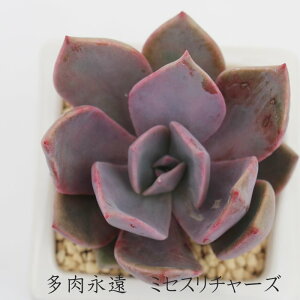 ~ZX`[Y OvgxA MTCY5.5cm|bg graptoveria`mrs. richards' A `^ [bg^Cv jO 킢  蕨  ϊA