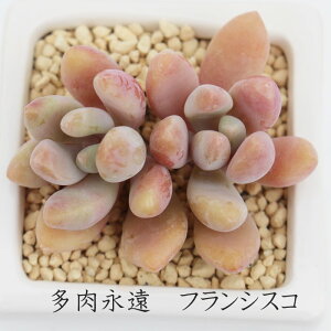 tVXR OvgxA MTCY5.5cm|bg graptoveria francisco A `^ td˂^Cv 킢  蕨  ϊA