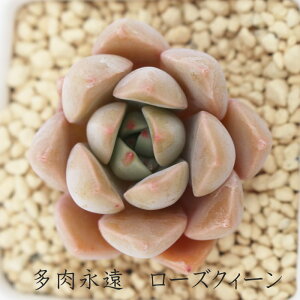 ローズクィーン グラプトベリア Mサイズ5.5cmポット graptoveria rose qween 多肉植物 小〜中型種 ロゼットタイプ 男前 かわいい おしゃれ 贈り物 癒し 耐寒性多肉植物