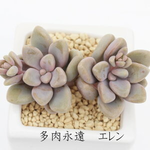 G OvgxA MTCY5.5cm|bg graptoveria elen A `^ td˂^Cv킢  蕨  ϊA