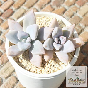 粉雪 グラプトベリア Mサイズ5.5cmポット graptoveria kimnacii 多肉植物 小〜中型種 ロゼットタイプ かわいい