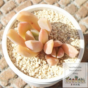 JtFI OvgxA MTCY5.5cm|bg GRAPTOVERIA CAFE AU LAIT A `^ td˂^Cv 킢  蕨 