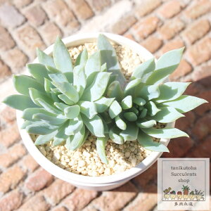 t@t@[ OvgxA MTCY5.5cm|bg graptoveria fanfare `^ [bg^Cv ꂢ 񂹐Aɂ A ϊA