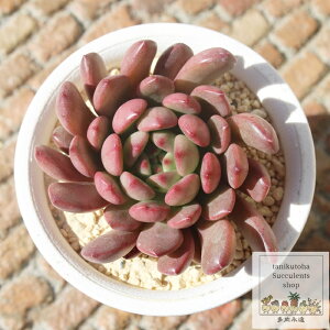 sNr[ OvgxA MTCY5.5cm|bg graptoveria bashful A `^ [bg^Cv 킢  蕨 