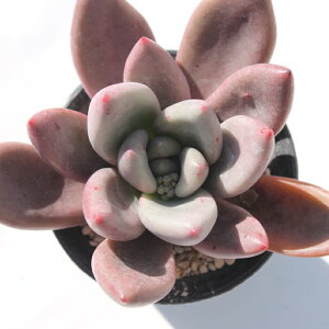 r[hi OvgxA MTCY5.5cm|bg graptoveria ruby donna A `^ ϊA
