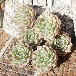 }[Kbgbs Jbgc OvgxA graptoveria margarete reppin variegata A OvgxAʔ OvgxA̔