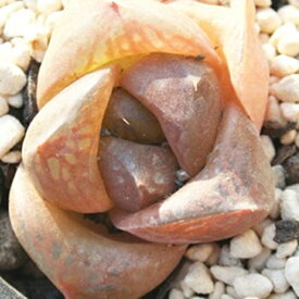 ドラゴンボール ハオルチア Mサイズ5.5cmポット hawrthia dragon ball 小型種 仔を出すタイプ きれい 寄せ植えにも 多肉植物 透明窓