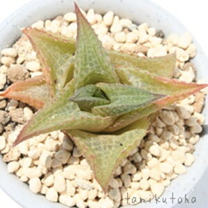  ^AIW^Cv nI`A MTCY5.5cm|bg hawrthia tessellata ^ eo^Cv ꂢ 񂹐Aɂ A 