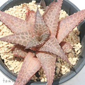 竜鱗大型B ハオルチア Mサイズ5.5cmポット hawrthia tessellata 小〜中型種 仔を出すタイプ きれい 寄せ植えにも 多肉植物 透明窓
