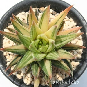 CfB[  nI`A MTCY5.5cm|bg hawrthia reinwardii variegata ^ td˂^Cv ꂢ 񂹐Aɂ A 
