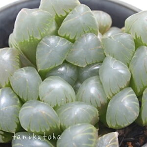 ドドソン紫オブツーサ ハオルチア Mサイズ5.5cmポット hawrthia dodoson obutusa 小〜中型種 仔を出すタイプ 多肉植物 透明窓