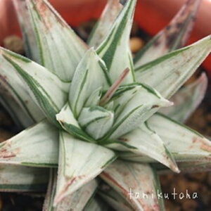 ̓ nI`A MTCY5.5cm|bg hawrthia dragon ball ^ td˂^Cv A