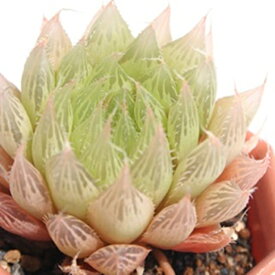 プリングレイ ハオルチア Mサイズ5.5cmポット hawrthia bolusii v. pringlei 小〜中型種 仔を出すタイプ きれい 寄せ植えにも 多肉植物 透明窓
