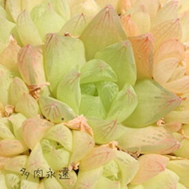 京の華1頭 ハオルチア Mサイズ5.5cmポット hawrthia cymbiformis 小〜中型種 仔を出すタイプ きれい 寄せ植えにも 多肉植物 透明窓