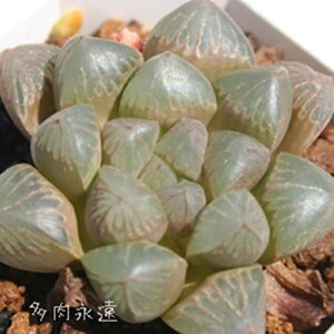 sO~[ nI`A MTCY5.5cm|bg hawrthia pygmy ^ eo^Cv ꂢ 񂹐Aɂ A 