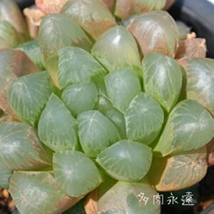 ^ʘI nI`A MTCY5.5cm|bg hawrthia obtusa var. pilifera `^ eo^Cv A 