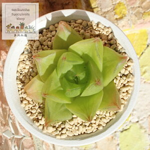 VrtHX Zce nI`A MTCY 6cm|bg hawrthia cymbiformis setulitera KN A `^
