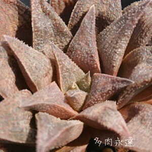 アリゲイターペアー ハオルチア Mサイズ5.5cmポット hawrthia alligator parr 小〜中型種 ロゼットタイプ 多肉植物 透明窓