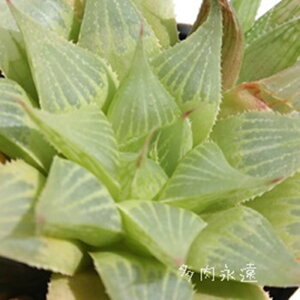 j nI`A MTCY5.5cm|bg hawrthia turgida `^ eo^Cv ꂢ 񂹐Aɂ A 